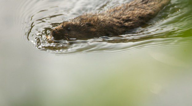 a water vole swimming towards the camera
