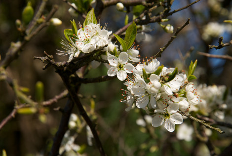 Blackthorn in blossom