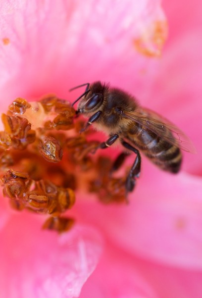 Close up of a bee gathering pollen from a pink flower.