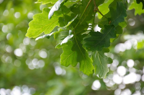 A close up of oak leaves.