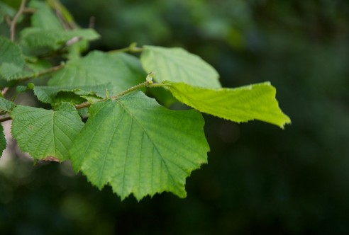 A close up of hazel leaves.