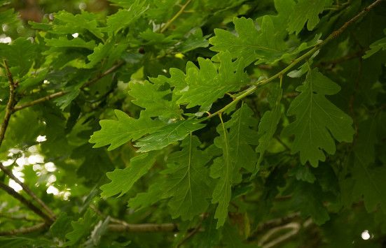 close up photograph of an oak tree in green leaf