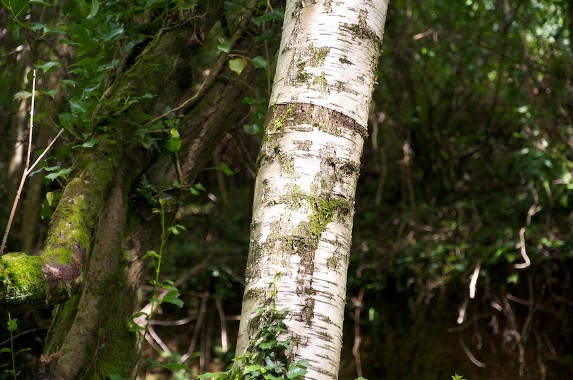 A birch trunk.