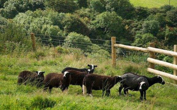 Photograph of Balwen Sheep on Kilkhampton Common. The are a welsh breed with black fleece and white socks, tails and faces.