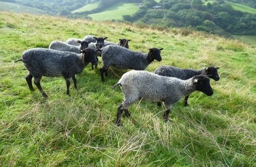 A herd of Gotland sheep. They a light to dark grey with a curly fleece.