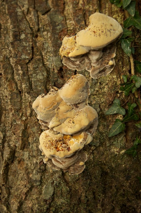 A fungus growing on bark.