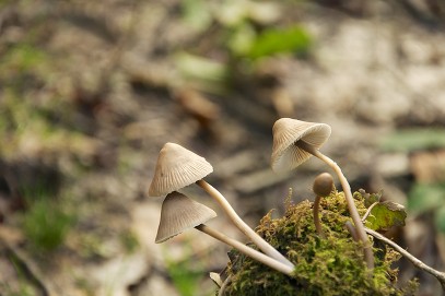 A close up of three mushrooms growing on Kilkhampton Common