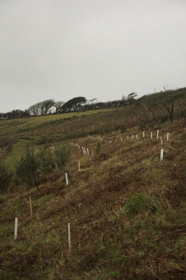 Woodland tree planting on Kilkhampton Common. Saplings have been planted and staked to give them the best chance of thriving.