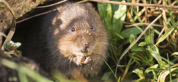 Event: Autumn Water Vole Survey at Bude