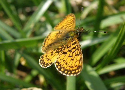 A small pearl bordered fritillary butterfly