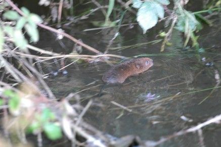 water vole swimming away from the camera