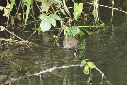 water vole feeding on riverside vegetation