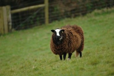 A Balwen ram on Kilkhampton Common. It has a brown/black fleece and a white stripe on the face.