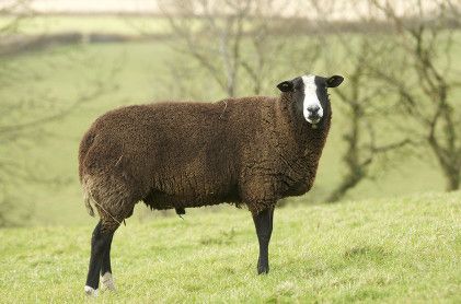 A Zwartble Sheep. They have a brown/black fleece and a white stripe on the face.