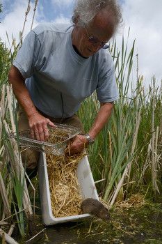 John Duncan of WCS hard releasing a water vole into the reeds from a cage
