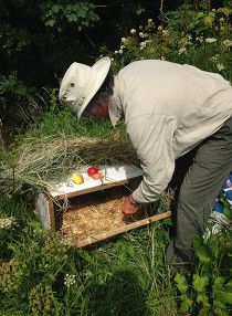 John Duncan of Westland Countryside Stewards is checking a wooden cage used for the soft water vole release. He is putting in fresh pieces of apple and carrot for the water voles to eat.