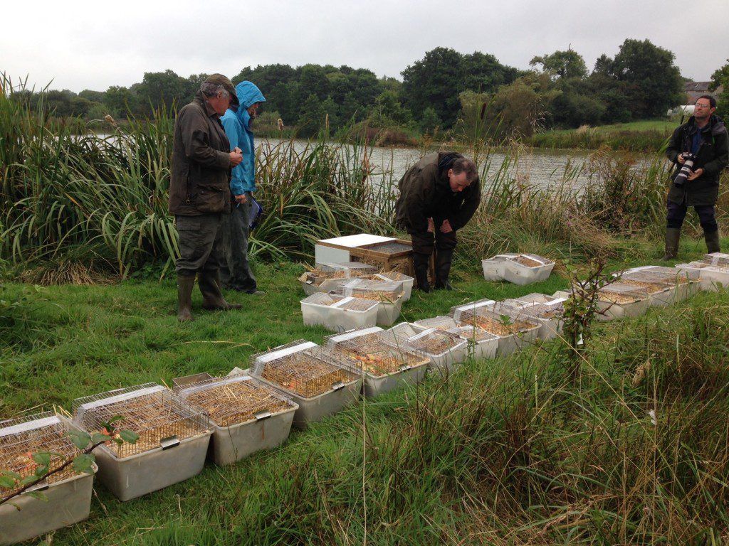 Preparations for a water vole release. Water voles are lined up on the ground in cages, ready to be released into the large pond in the background.