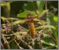 Broad bodied chaser, female
