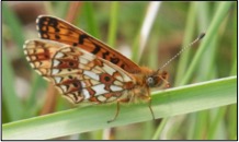 close up of a small pearl bordered fritillary butterfly