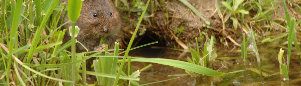 Event: Water vole field sign survey running from 29th – 30th October