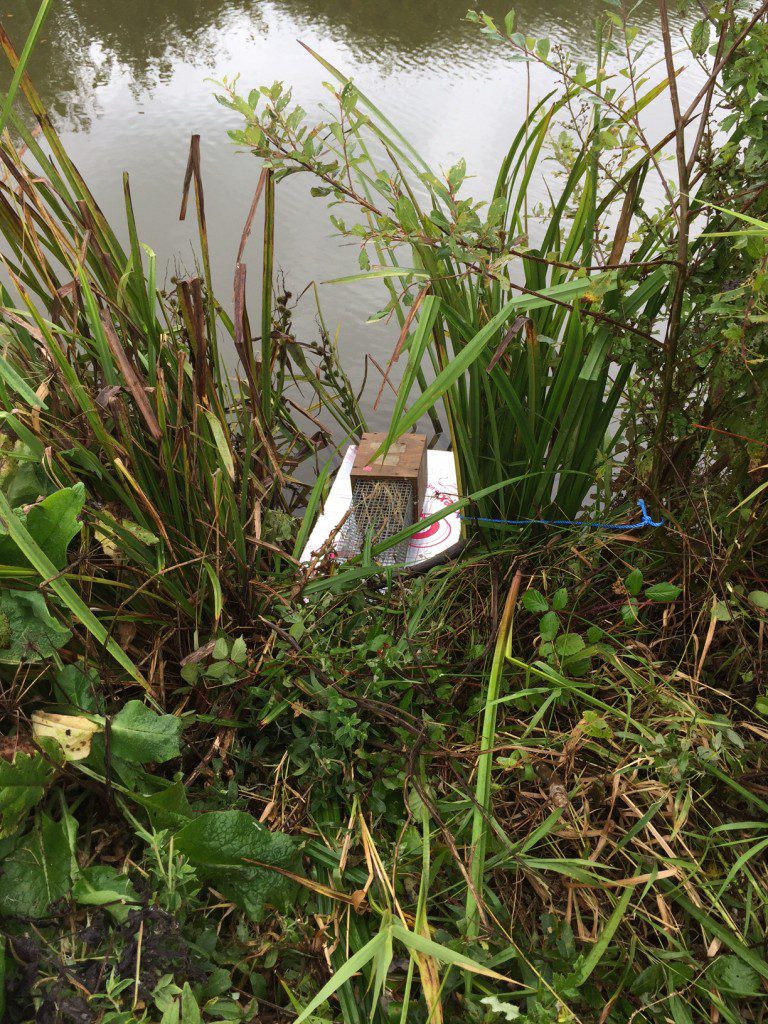 Photograph of a trap to catch water voles on Bude canal