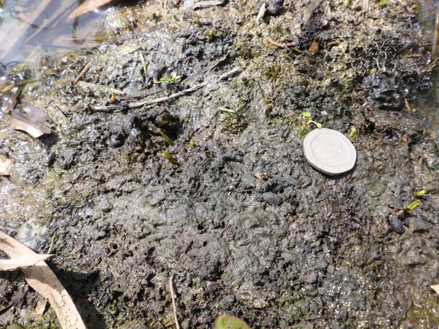 photograph of a patted water vole latrine with a 20p piece for scale