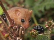 Photograph of a harvest mouse on brambles on Kilkhampton Common