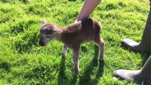 Lambing on Kilkhampton Common
