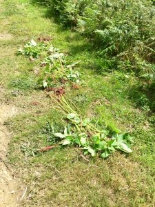 Pulled Himalayan balsam on Kilkhampton Common Cornwall Westland Countryside Stewards Charity owned land