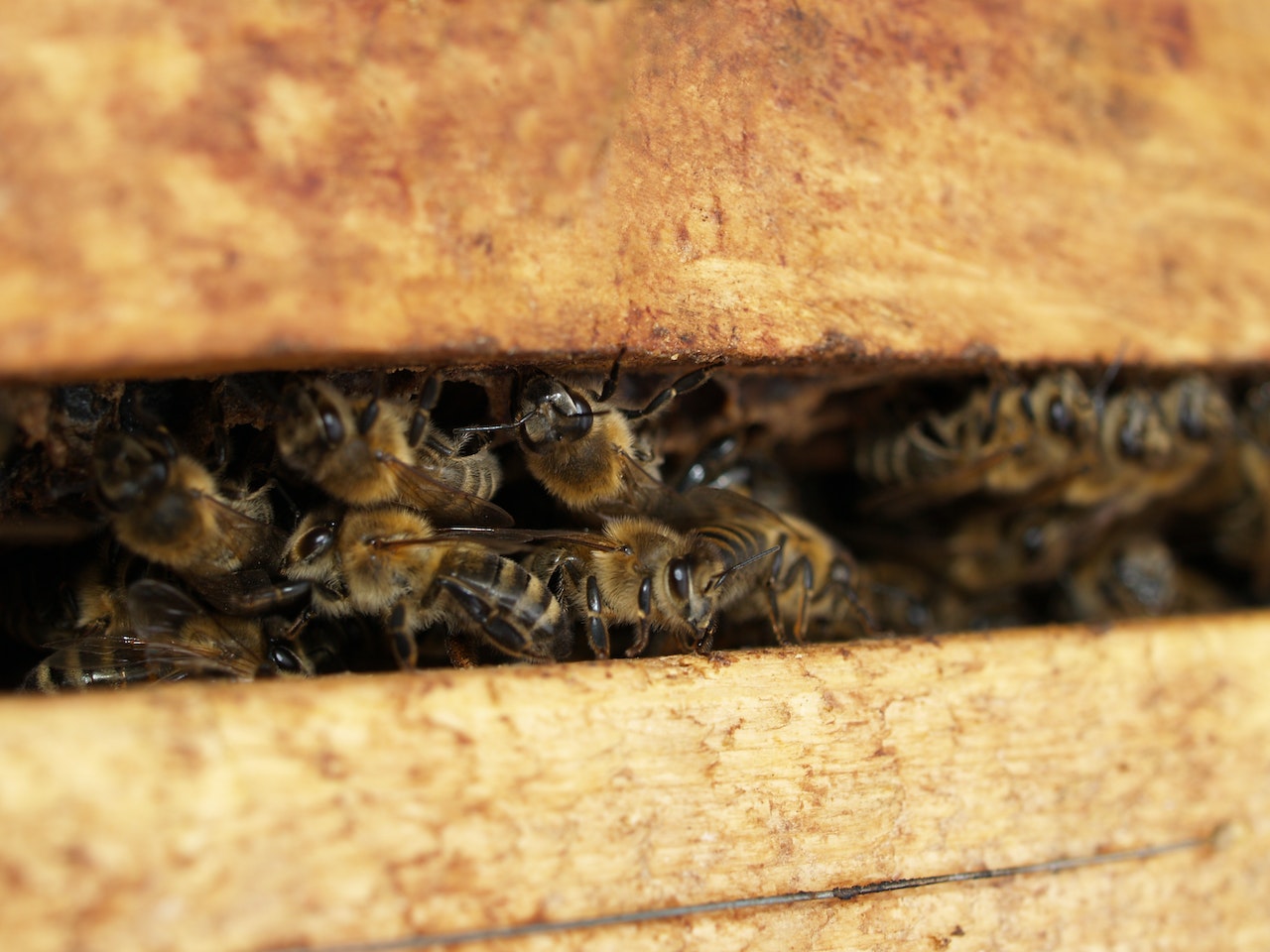 Bees within a hive.